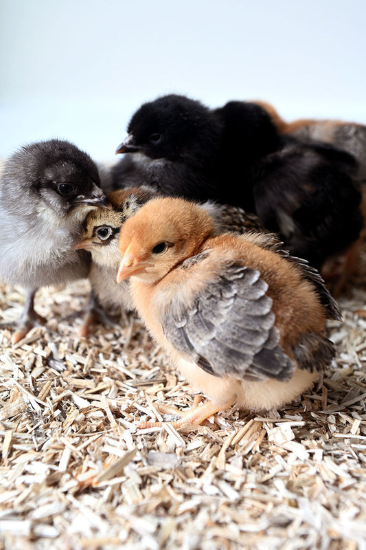 Essential Chick Needs for a Healthy Start