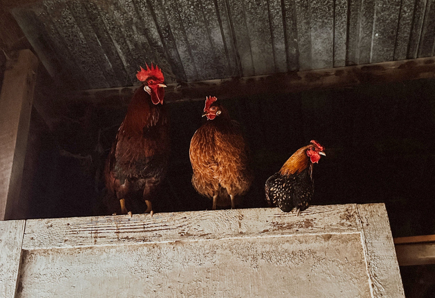 Your Chickens Know If Your Coop Is Comfortable (Before You Do)