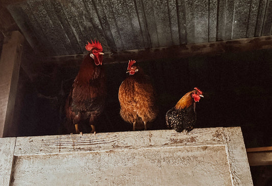 Your Chickens Know If Your Coop Is Comfortable (Before You Do)