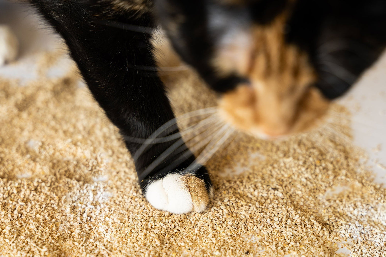 Cat prefers natural smell of kitty litter