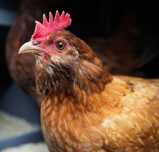 A detailed image of a chicken. 