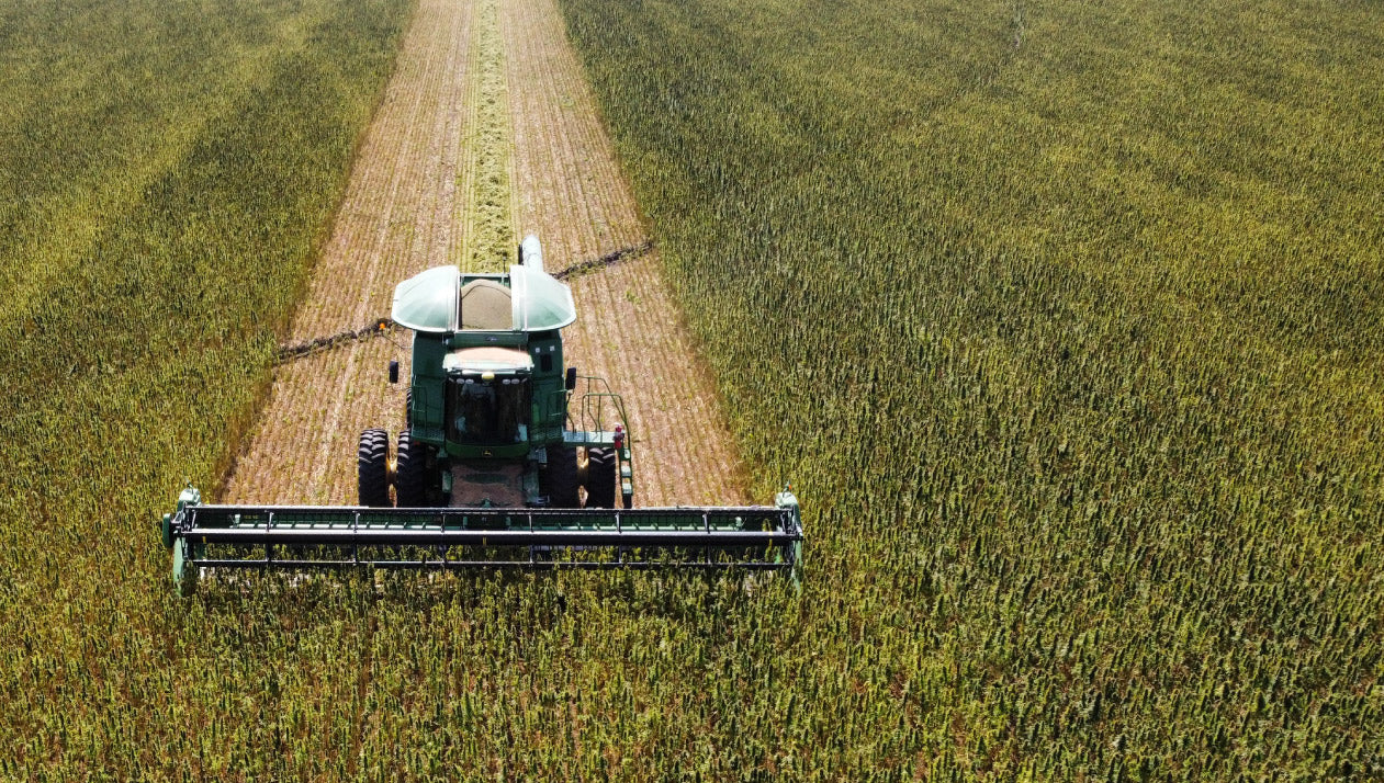 An overview image of a hemp field being harvested. 