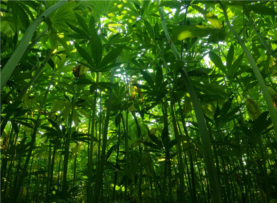 An under-view image of a hemp field. 