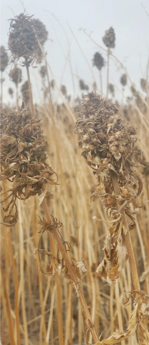 A detailed image of a dry plant. 