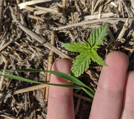 A hemp plant sprout. 