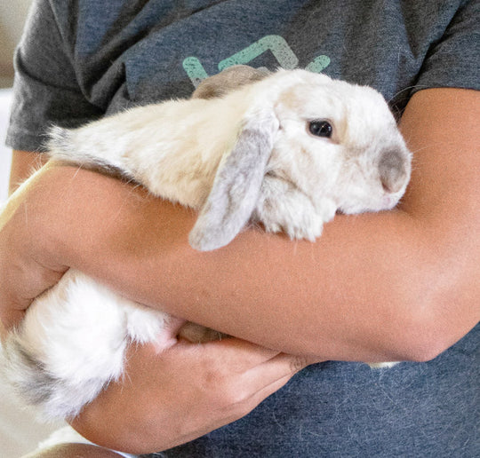 A white rabbit being held. 